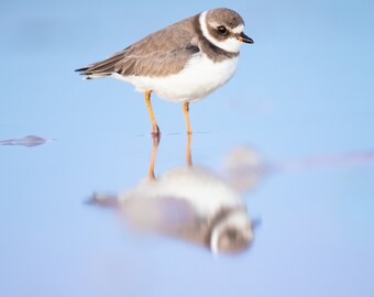 Bird Photography, Beach Decor, Bird Print, Semipalmated Plover, Florida Bird, Nature Print, Coastal Photography, Wildlife Photo, Wall Art