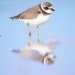 see more listings in the Birds Smaller Shorebirds section