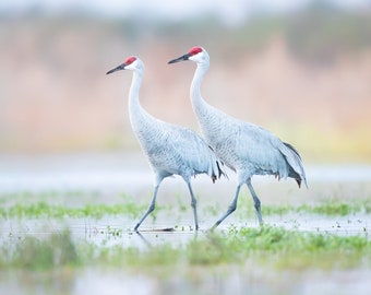 Sandhill Cranes, Bird Photography, Florida Bird, Canvas Gallery Wrap, Nature Photo, Wall Art, Wildlife Print, Metal Print, Photo Paper Print