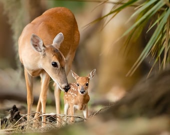 Mother Deer and Baby Deer, Doe and Fawn, Florida Photography, Forest Photo, Wildlife Print, Nature Photo, Deer Photography, Woodland Animal