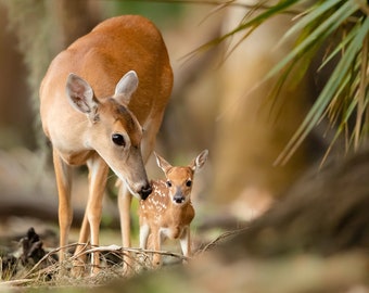 Mother Deer and Baby Deer, Doe and Fawn, Florida Photography, Forest Photo, Wildlife Print, Nature Photo, Deer Photography, Woodland Animal