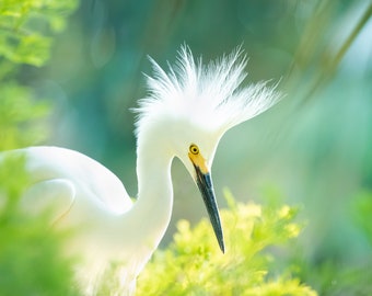Bird Photography, Snowy Egret, Florida Photography, Florida Birds, Beach Decor, Wildlife Photo, Nature Print, Coastal Wall Art, White Egret