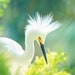 see more listings in the Birds Herons/Egrets section