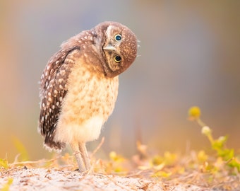 Bird Photography, Burrowing Owl Chick, Owlet, Florida Photography, Nature Photo, Owl Wall Art, Wildlife Photo, Florida Birds, Baby Owl Photo