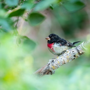 Bird Photography, Rose-Breasted Grosbeak, Songbird Photo, Bird Prints, Nature Photography, Canvas Gallery Wrap, Metal Prints, Nature Decor