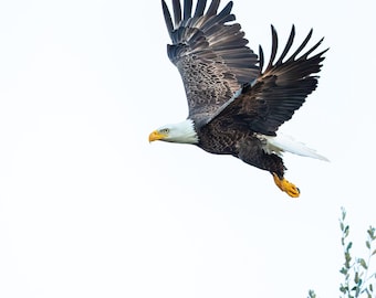 Bald Eagle Photo, Raptor, Bird Photography, Birds of Prey, Nature Photo, Eagle in Flight, Wildlife Print, Florida Bird, Eagle Print, America
