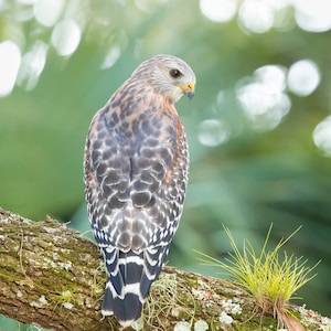 Hawk Photo, Raptor, Bird Photography, Bird of Prey, Nature Photo, Wall Art, Wildlife Print, Florida Bird, Hawk Print, Red-Shouldered Hawk