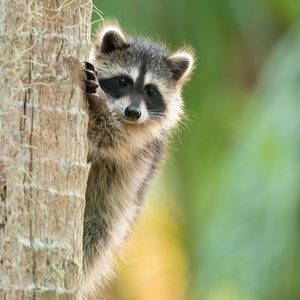 Raccoon Photo, Florida Photography, Wildlife Print, Nature Photo, Furry Animal, Forest Animal Woodland Animals, Rustic Decor, Raccoon Print