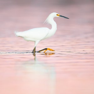 Bird Photography, Snowy Egret, Florida Photography, Florida Birds, Beach Decor, Pink Sunset, Wildlife Photo, Nature Print, Coastal Decor