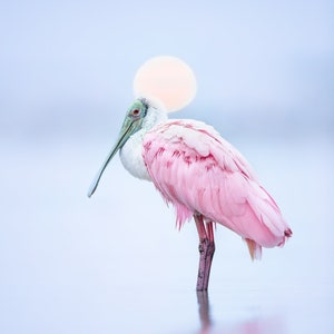 Roseate Spoonbill Photo, Bird Photography, Florida Birds, Nature Print, Coastal Wall Art, Tropical Wildlife, Beach Decor, Sunset, Moonset