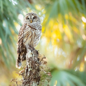 Bird Photography, Barred Owl Print, Florida Photography, Nature Photo, Wall Art, Wildlife Prints, Florida Birds, Owl Photo, Woodland Birds