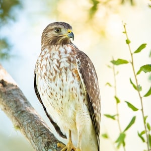 Red-Shoulered Hawk, Raptor, Bird Photography, Bird of Prey, Florida Photography, Hawk Photo, Wildlife Wall Art, Florida Bird, Hawk Print