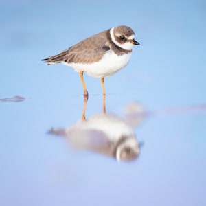 Bird Photography, Beach Decor, Bird Print, Semipalmated Plover, Florida Bird, Nature Print, Coastal Photography, Wildlife Photo, Wall Art