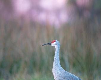 Sandhill Crane, Bird Photography, Florida Birds, Sunset Photo, Nature Photo, Wall Art, Wildlife Print, Canvas Gallery Wrap, Metal Print