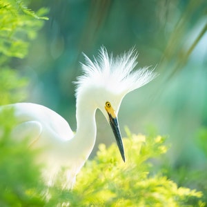 Bird Photography, Snowy Egret, Florida Photography, Florida Birds, Beach Decor, Wildlife Photo, Nature Print, Coastal Wall Art, White Egret