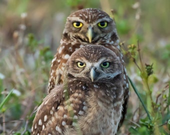 Bird Photography, Burrowing Owl, Cape Coral, Owl Print, Florida Photography, Nature Photo, Owl Wall Art, Burrowing Owlet, Wildlife Print