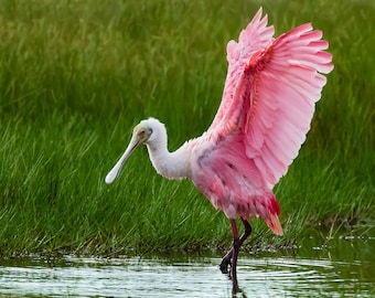 Roseate Spoonbill, Bird Photography, Florida Birds, Florida Wildlife Photography, Nature Print, Coastal Wall Art, Pink Bird, Beach Decor