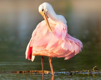 Roseate Spoonbill, Pink Bird, Bird Photography, Coastal Decor, Florida Birds, Florida Photography, Nature Photo, Wall Art, Wildlife Print