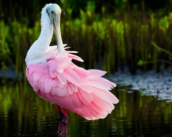 Bird Photography, Roseate Spoonbill, Florida Beach Birds, Florida Photography, Nature Print, Wildlife Photo, Pink Bird, Coastal Wall Decor
