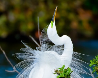 Bird Photography, White Egret, Florida Photography, Nature Photo, Beach Decor, Wildlife Photo, Florida Bird, Coastal Bird, Great Egret Photo
