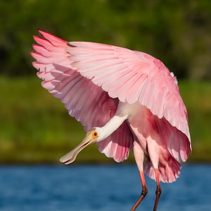 Roseate Spoonbill, Bird Photography, Florida Birds, Tropical Decor, Bird in Flight, Nature Print, Beach Wall Art, Wildlife Photo, Pink Bird
