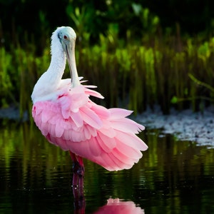 Bird Photography, Roseate Spoonbill, Florida Beach Birds, Florida Photography, Nature Print, Wildlife Photo, Pink Bird, Coastal Wall Decor