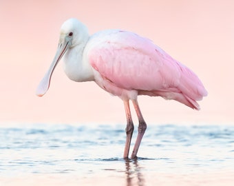 Roseate Spoonbill Photo, Bird Photography, Florida Birds, Nature Print, Tropical Decor, Coastal Wall Art, Wildlife, Pink Bird, Beach Decor