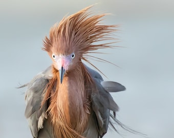 Bird Photography, Reddish Egret, Funny Bird Photo, Florida Decor, Coastal Nature Print, Wall Art, Wildlife Photo, Florida Bird, Beach Decor