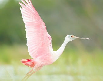 Roseate Spoonbill Photo, Bird Photography, Florida Birds, Nature Print, Tropical Decor, Coastal Wall Art, Wildlife, Pink Bird, Beach Decor