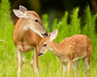 Doe and Fawn Photo, Florida Photography, Forest Wildlife Print, Nature Photo, Deer Photography, Woodland Animals, Mother Deer with Baby