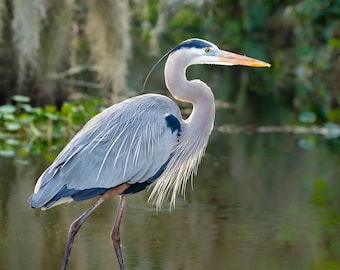 Bird Photography, Great Blue Heron, Florida Photography, Nature Print, Coastal Wall Accent, Wildlife Photo, Florida Birds, Beach Decor