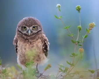 Burrowing Owl, Bird Photography, Baby Bird, Florida Photography, Nature Photo, Owl Wall Art, Wildlife Print, Florida Birds, Baby Owl Photo