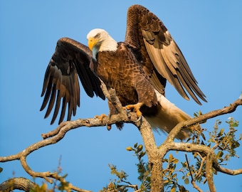 Bald Eagle Photo, Raptor, Bird Photography, Birds of Prey, Nature Photo, Wall Decor, Wildlife Print, Florida Birds, Eagle Print, America