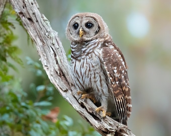 Bird Photography, Barred Owl Print, Florida Photography, Nature Photo, Wall Art, Wildlife Photo, Florida Birds, Owl Photo, Woodland Animals