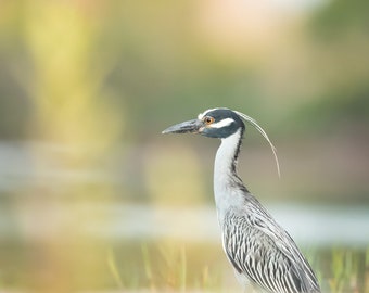 Bird Photography, Night Heron, Florida Photography, Nature Print, Wall Art, Heron Photo, Florida Bird Print, Coastal Birds, Beach Decor