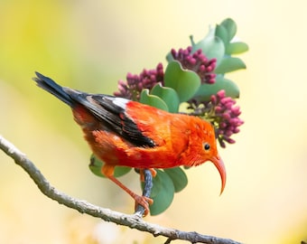 Hawaii Bird Print, ʻI'iwi, Bird Photography, Maui Bird, Hawaiian Honeycreeper, Tropical Bird, Hawaii Wildlife, Island Decor, Nature Photo