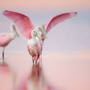 Roseate Spoonbills, Bird Photography, Florida Birds, Pink Sunset, Nature Print, Tropical Decor, Coastal Wall Art, Pink Bird, Beach Decor