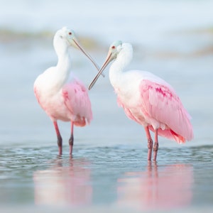Roseate Spoonbills, Bird Photography, Florida Birds, Nature Print, Beach Decor, Spoonbill Photo, Pink Birds, Coastal Decor, Wildlife Photo
