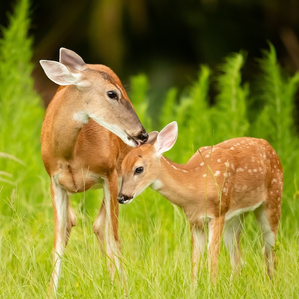 Doe and Fawn Photo, Florida Photography, Forest Wildlife Print, Nature Photo, Deer Photography, Woodland Animals, Mother Deer with Baby