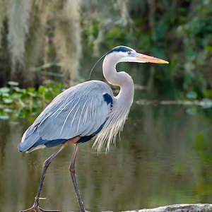Bird Photography, Great Blue Heron, Florida Photography, Nature Print, Coastal Wall Accent, Wildlife Photo, Florida Birds, Beach Decor