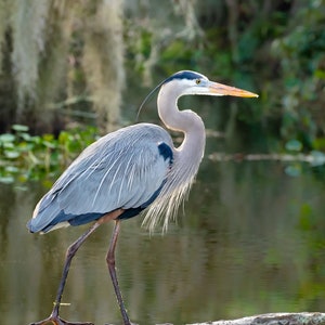 Bird Photography, Great Blue Heron, Florida Photography, Nature Print, Coastal Wall Accent, Wildlife Photo, Florida Birds, Beach Decor