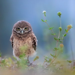 Burrowing Owl, Bird Photography, Baby Bird, Florida Photography, Nature Photo, Owl Wall Art, Wildlife Print, Florida Birds, Baby Owl Photo