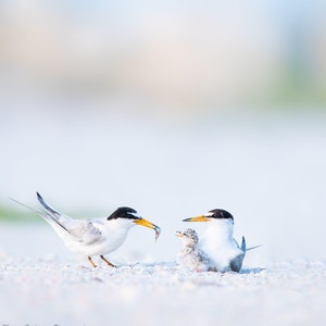 Bird Photography, Least Terns, Beach Decor, Baby Birds, Florida Birds, Coastal Wall Art, Nature Photo, Wildlife Print, Florida Beach Photo