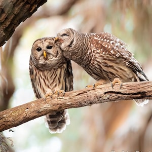 Bird Photography, Kissing Barred Owls, Florida Photography, Nature Photo, Wall Art, Wildlife Print, Florida Bird, Owl Photo, Woodland Animal