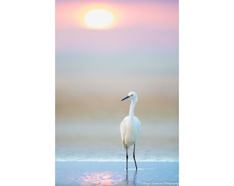 Beach Photography, Snowy Egret, Florida Photography, Florida Birds, Beach Decor, Pink Sunset, Wildlife Photo, Nature Print, Coastal Decor