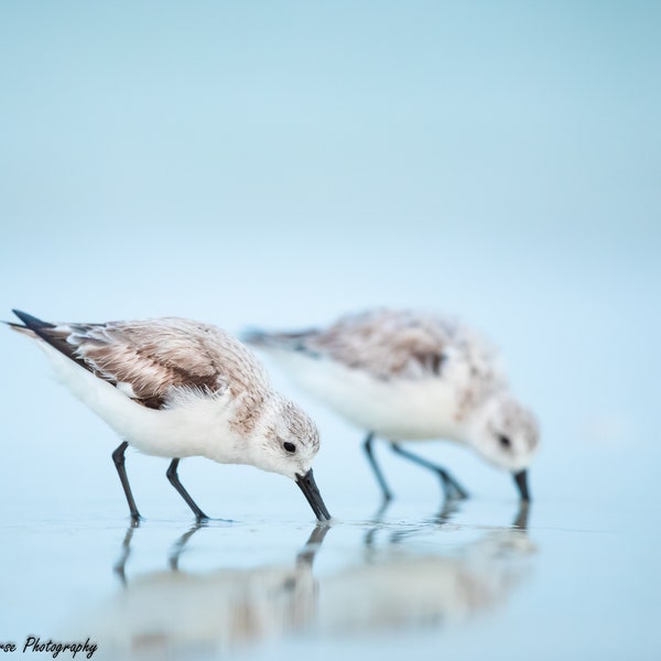 Beach Bird Photography, Sanderling Photo, Coastal Bird Print, Beach Decor, Small Shorebirds, Florida Wall Decor, Beach House, Bird Photo