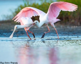 Roseate Spoonbills, Bird Photography, Florida Photography, Florida Birds, Nature Print, Wall Art, Wildlife Photo, Pink Birds, Beach Decor