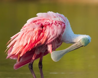 Bird Photography, Roseate Spoonbill, Florida Birds, Florida Wildlife Photo, Nature Photography, Tropical Wall Art, Pink Bird, Beach Decor