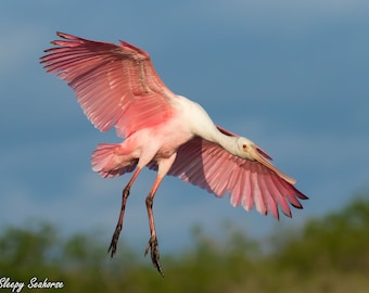 Bird Photography, Roseate Spoonbill, Florida Bird, Bird in Flight, Florida Photography, Nature Photo, Beach Decor, Wildlife Print, Pink Bird