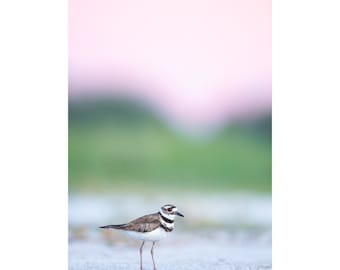 Bird Photography, Killdeer, Florida Birds, Pink Sunset, Beach Birds, Nature Photo, Coastal Wall Art, Wildlife Print, Beach Decor, Shorebird